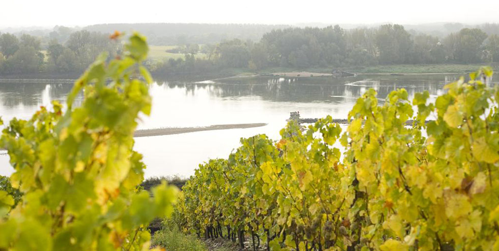 The Loire, our terroir